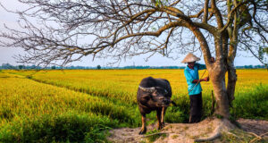Một ngày làm nông dân phố Hội
