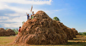 Hội An – Vẻ đẹp muôn màu trên những cánh đồng bất tận