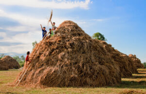 Hội An – Vẻ đẹp muôn màu trên những cánh đồng bất tận